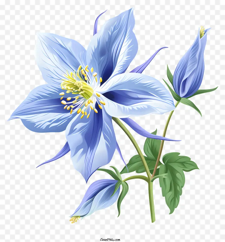 Flor Columbine，Flor De Primavera PNG