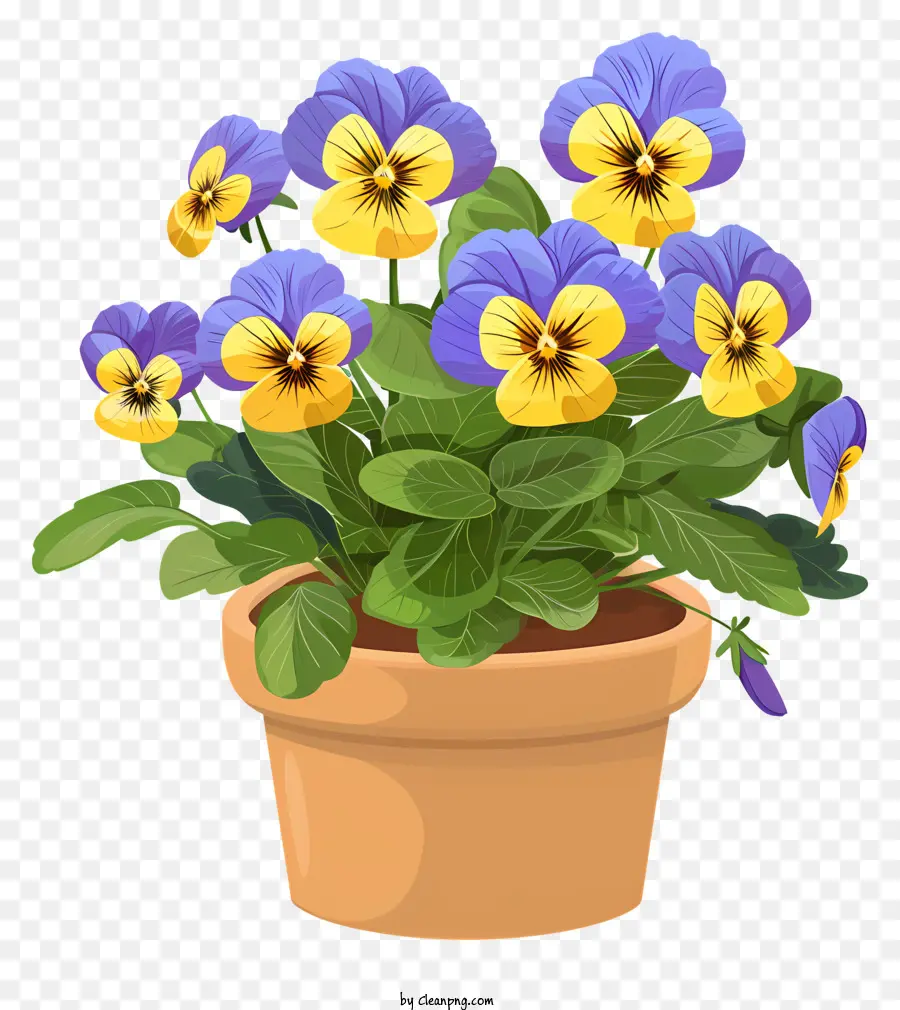 Pansy Flor，Flor De Primavera PNG