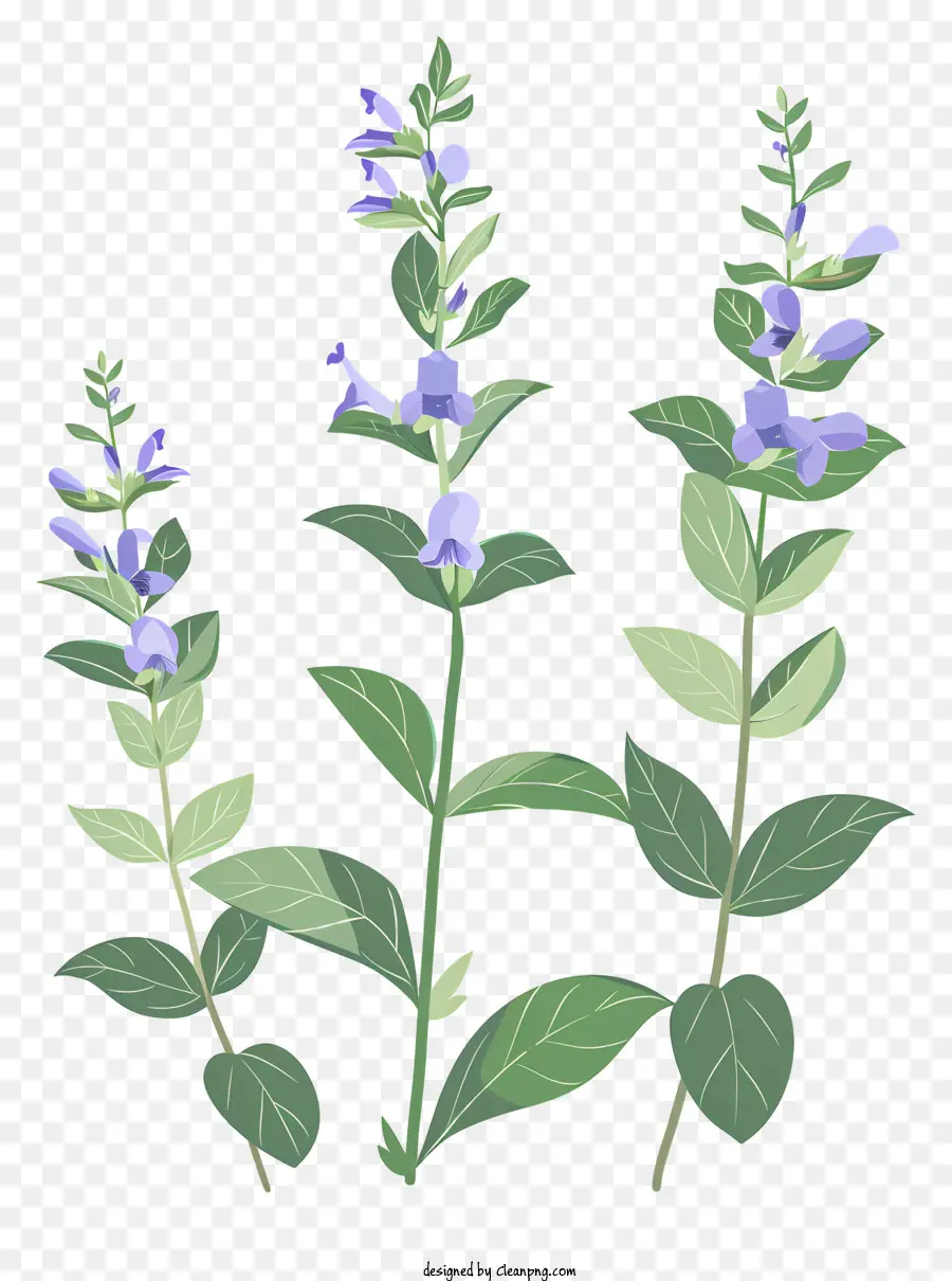 Calota Craniana De Ervas，Lavanda PNG