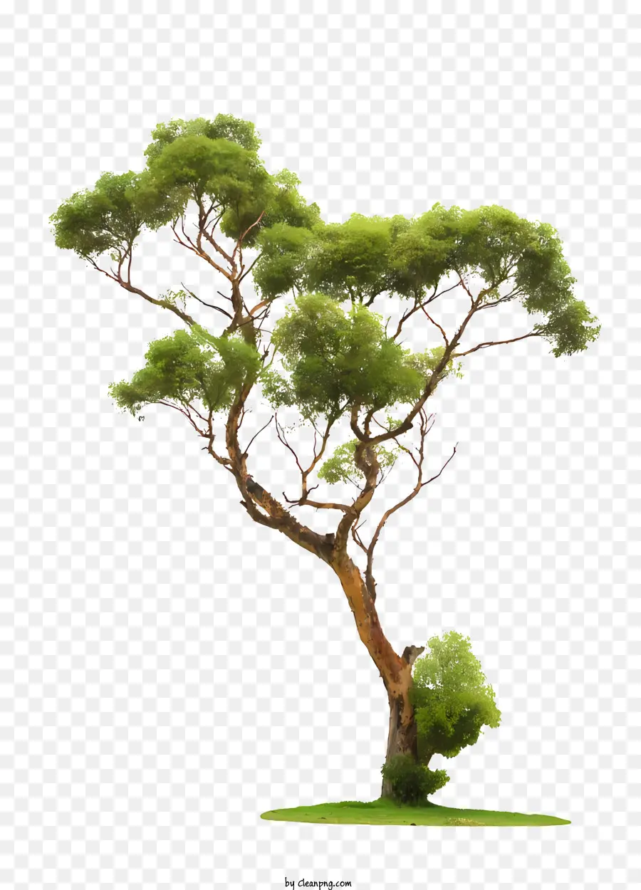 Flores，árvore Verde PNG