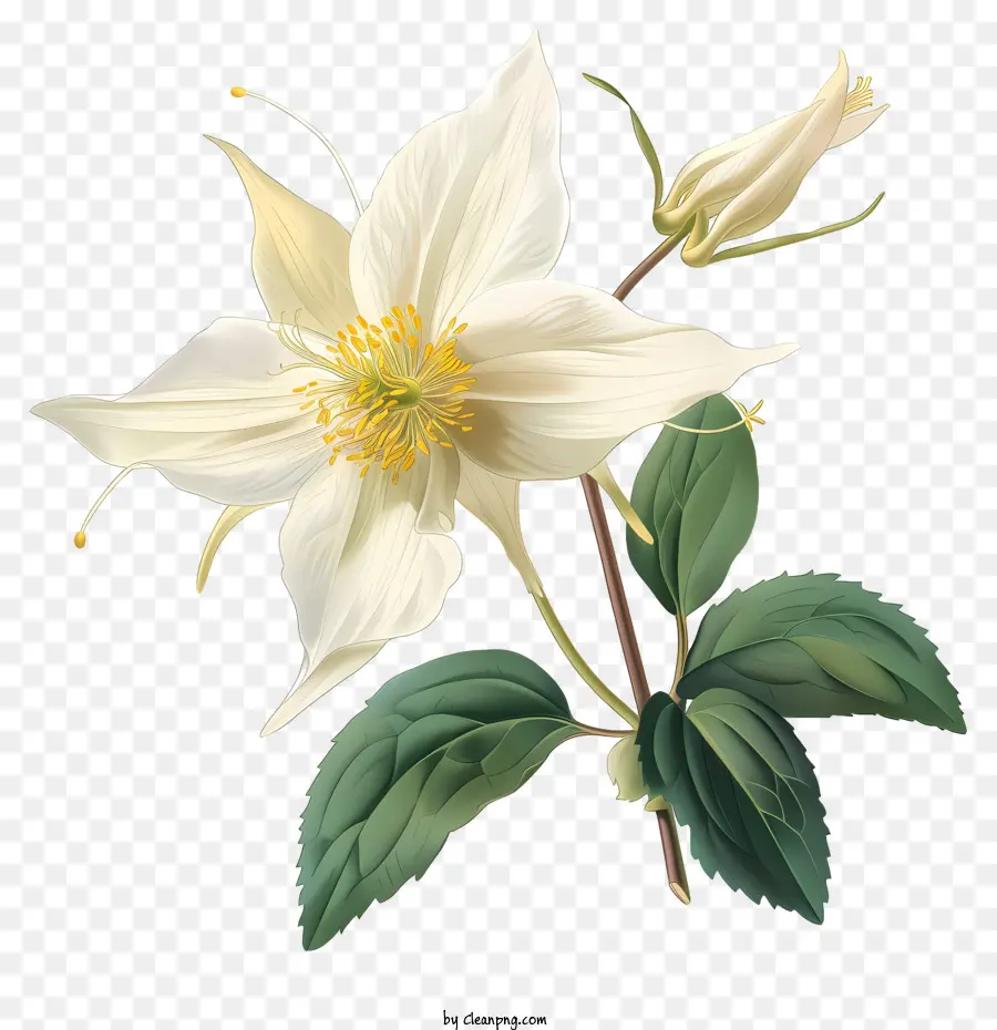 Flor Aquilégia，Flor Branca PNG