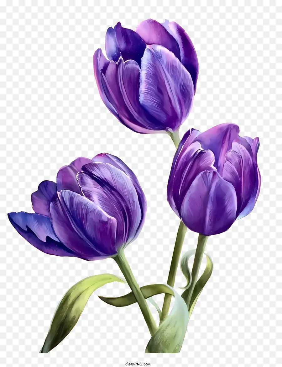 Flores，Roxo Tulipas PNG