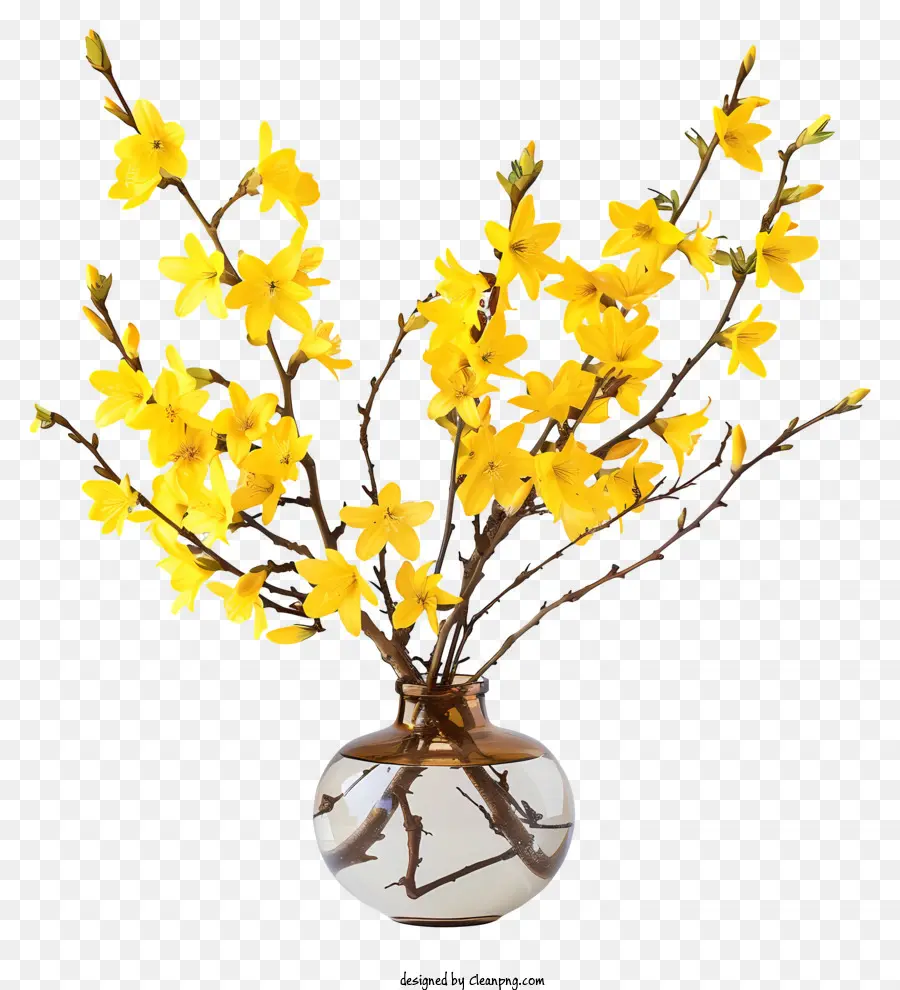 Flor Forsythia，Flor De Primavera PNG