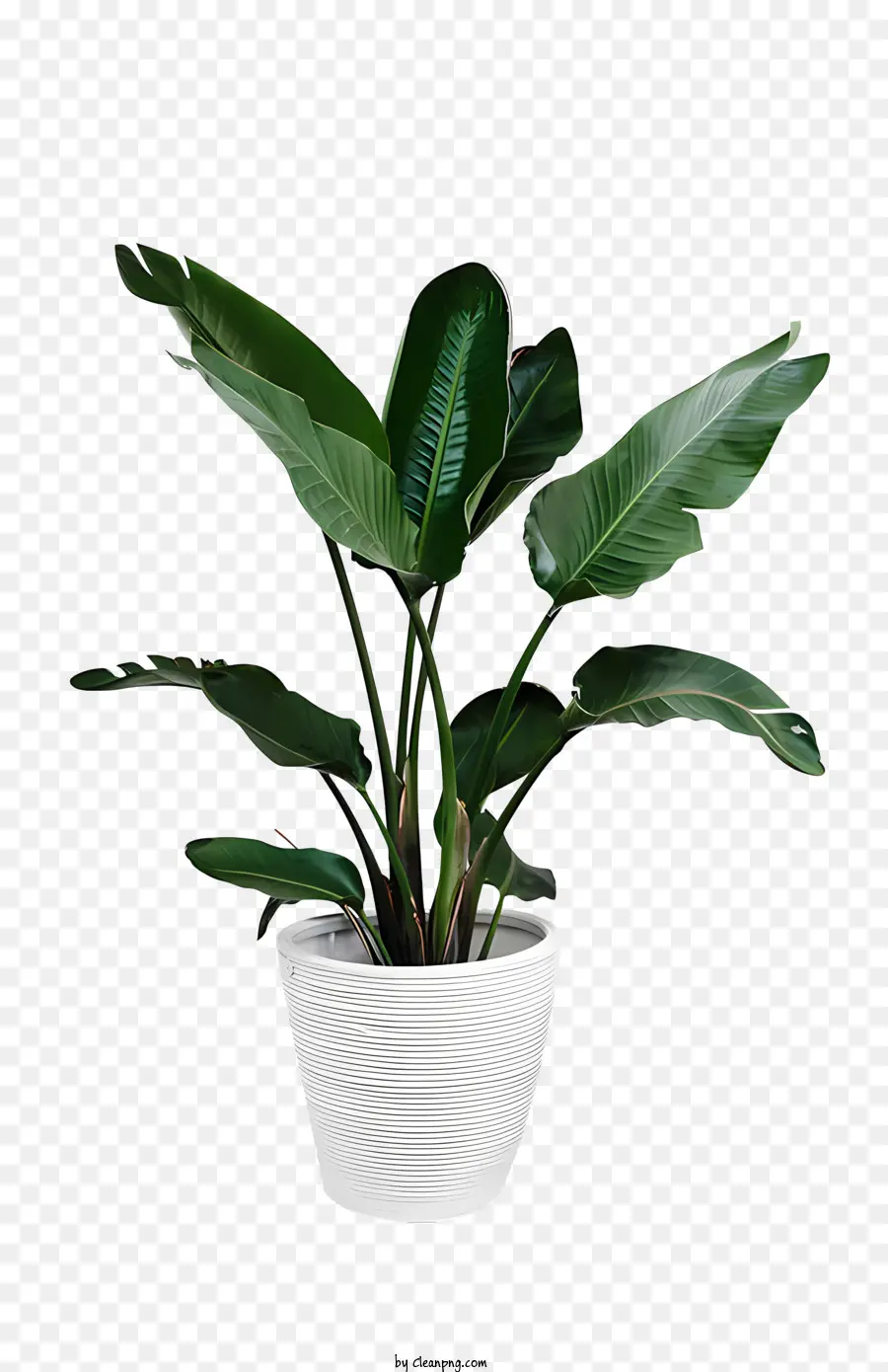 Vasos De Plantas，Office Plantas PNG