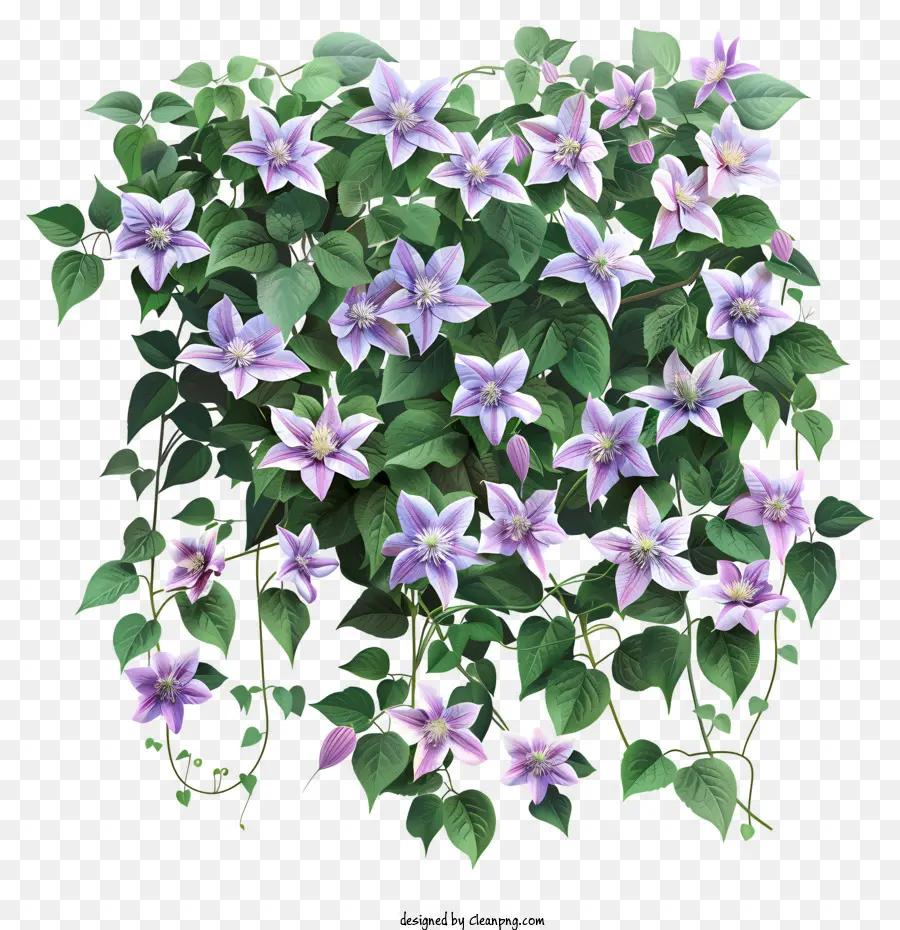 Clematis，Flor De Primavera PNG