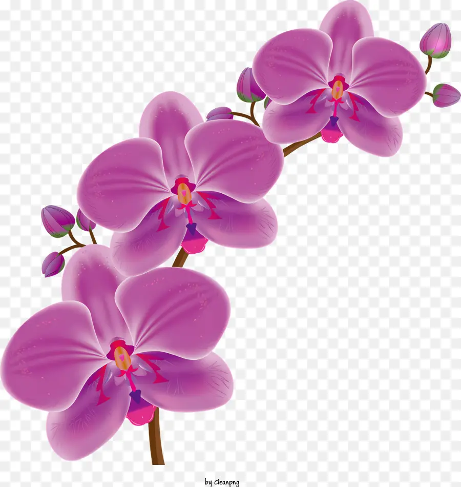 Flores，Roxo Orquídea PNG