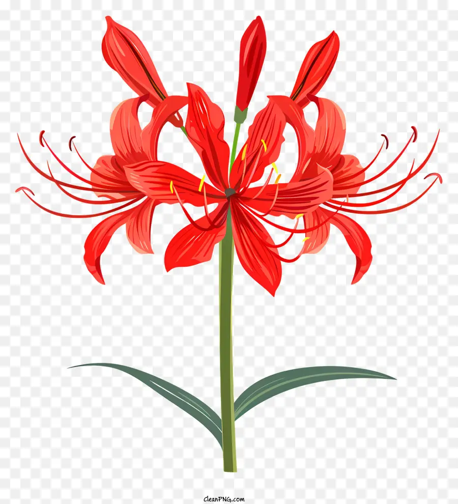 Red Spider Lily，Flor Vermelha PNG