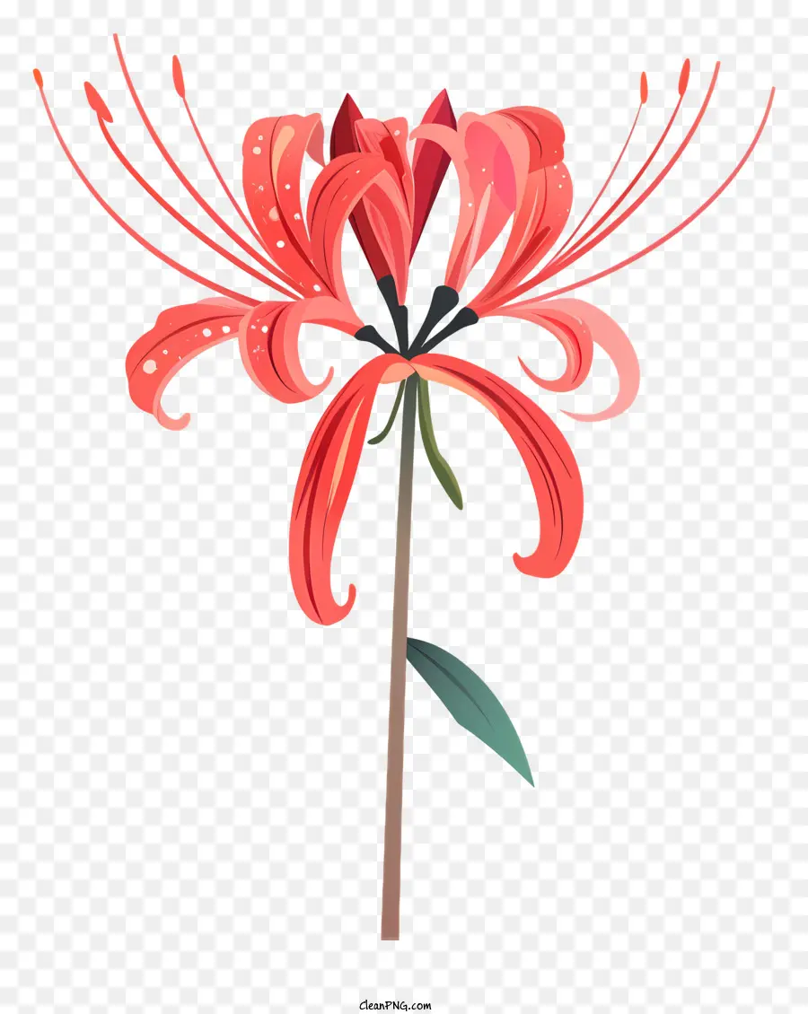 Red Spider Lily，Flor Rosa PNG