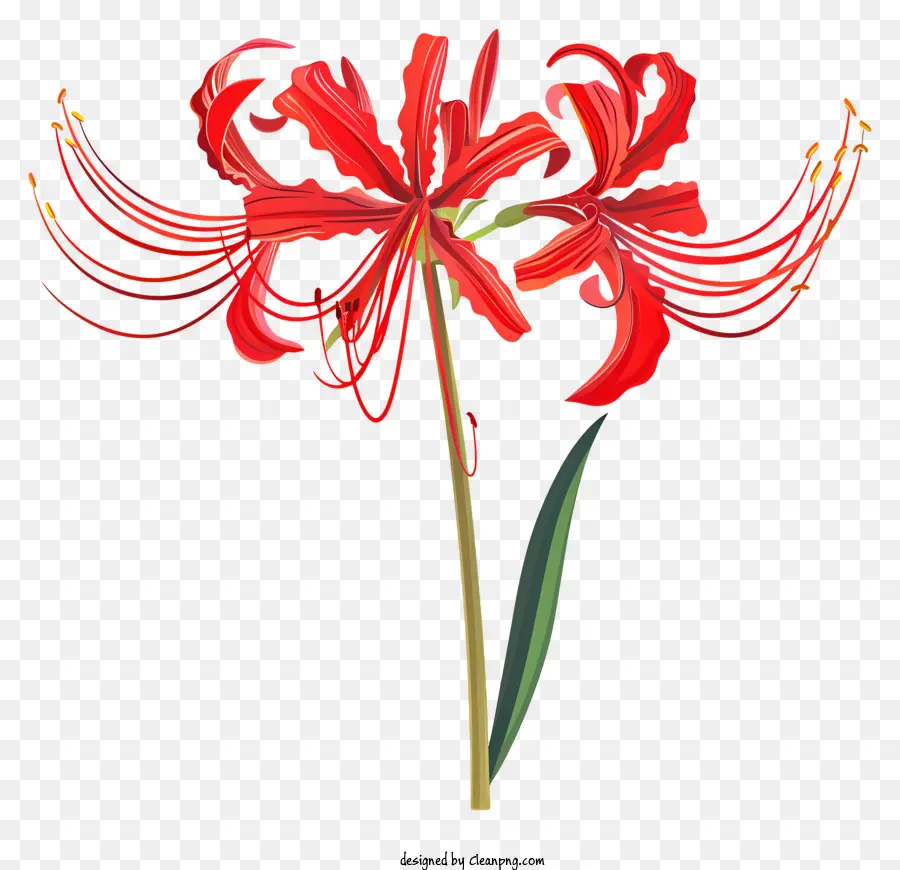 Red Spider Lily，Flor Vermelha PNG