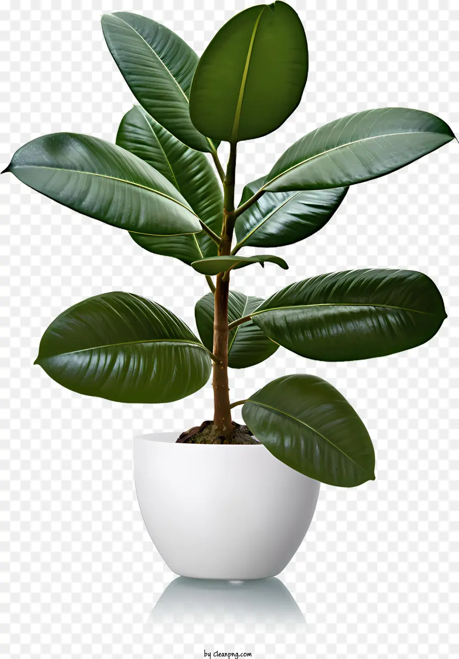 Vasos De Plantas，Office Plantas PNG