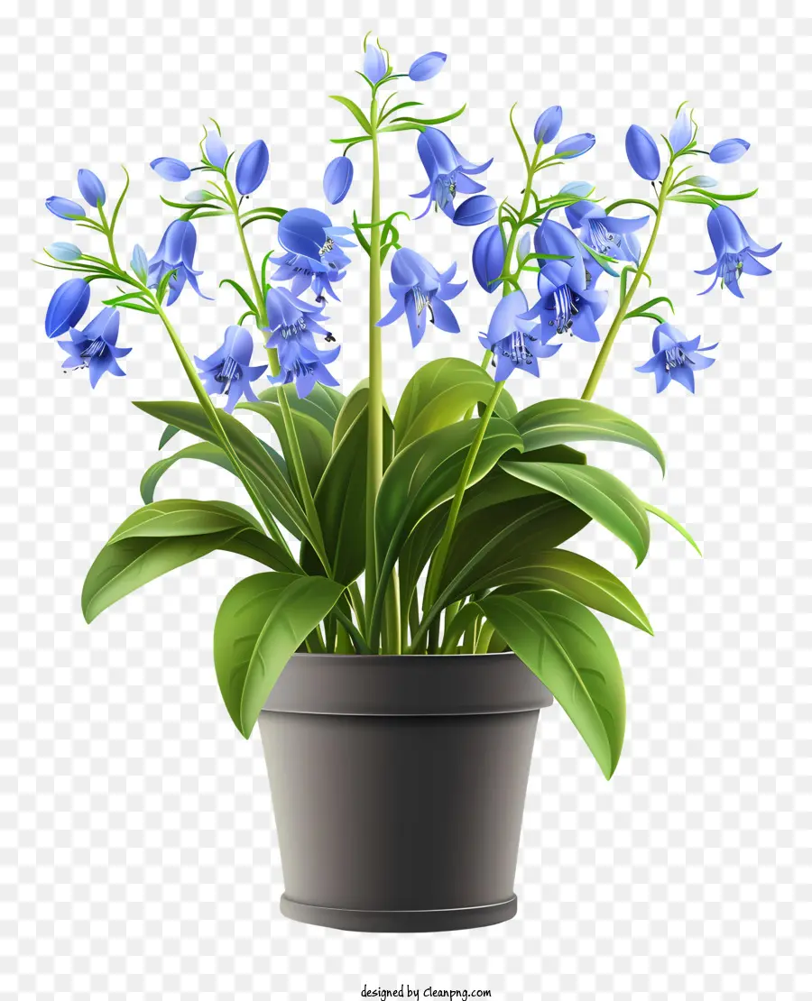 Flor De Campainha，Planta Em Vaso PNG