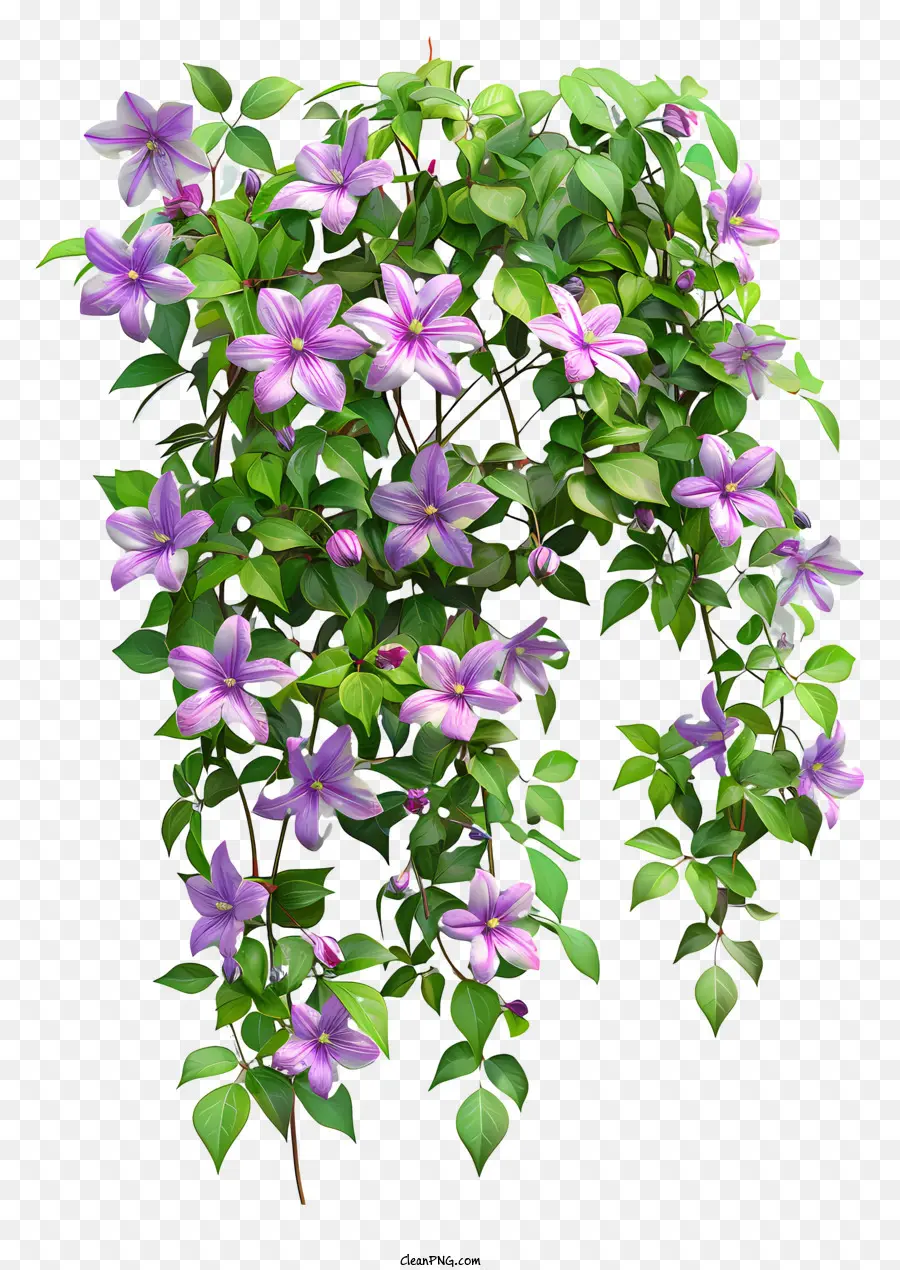 Clematis，Flor De Primavera PNG