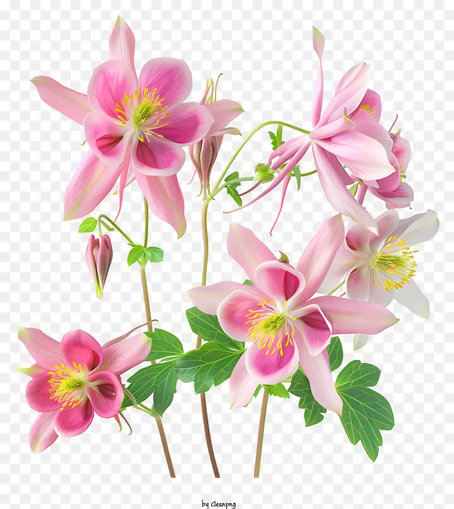 Flor Columbine，Flor De Primavera PNG