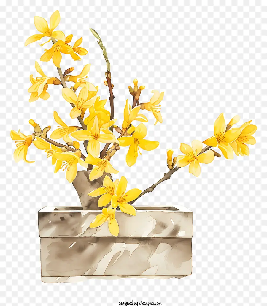 Flor Forsythia，Flor De Primavera PNG