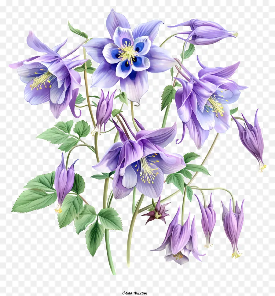 Flor Columbine，Flor De Primavera PNG