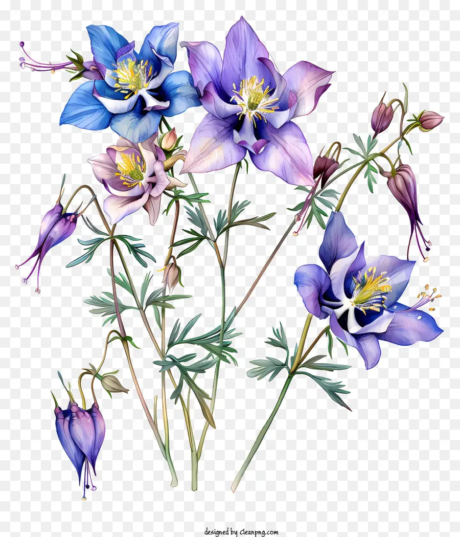 Flor Columbine，Flor De Primavera PNG