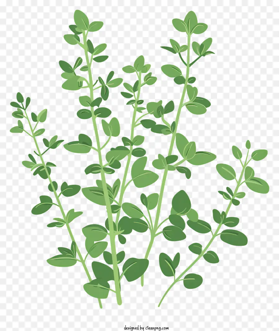 Erva，Planta Herbácea PNG