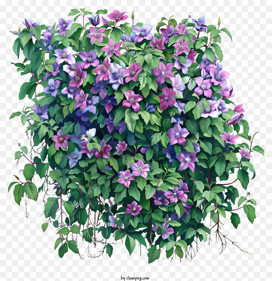 Clematis，Flor De Primavera PNG