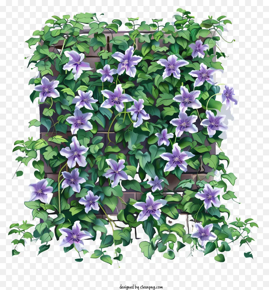 Clematis，Flor De Primavera PNG