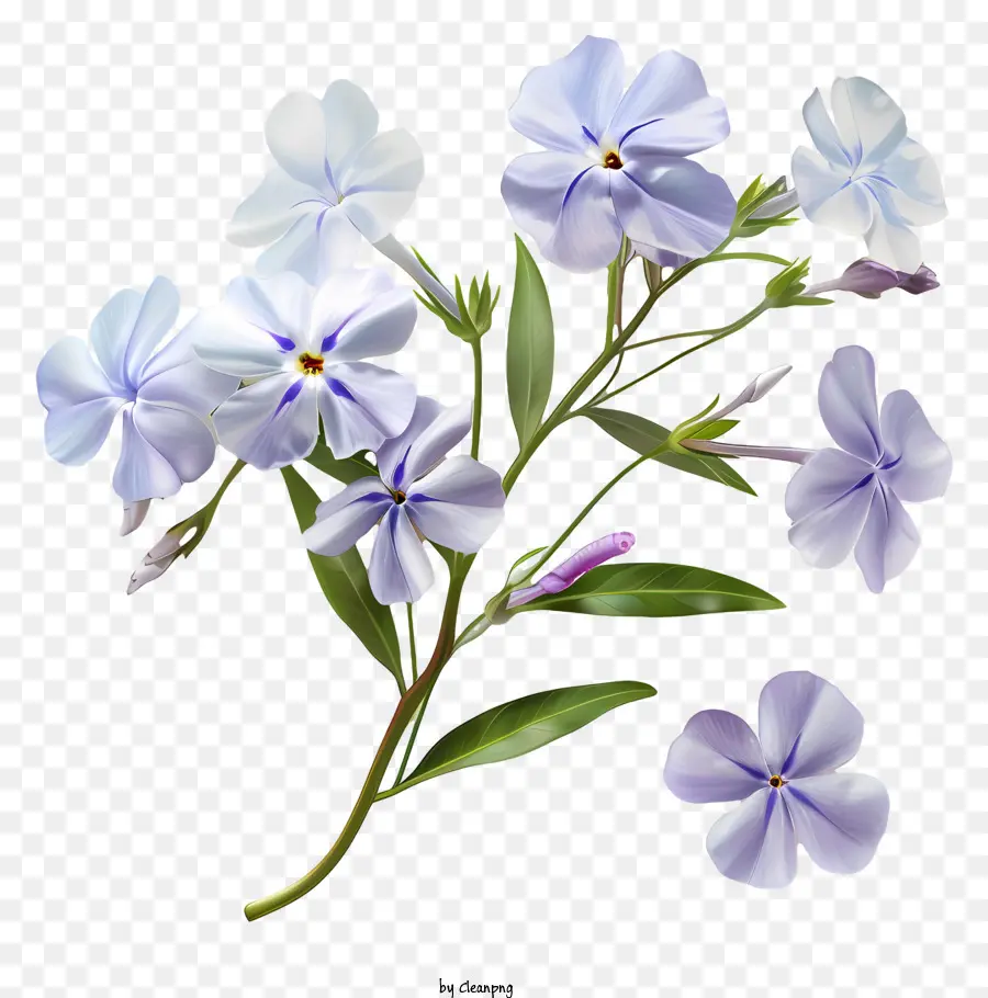 Phlox Rastejante，Flor De Primavera PNG