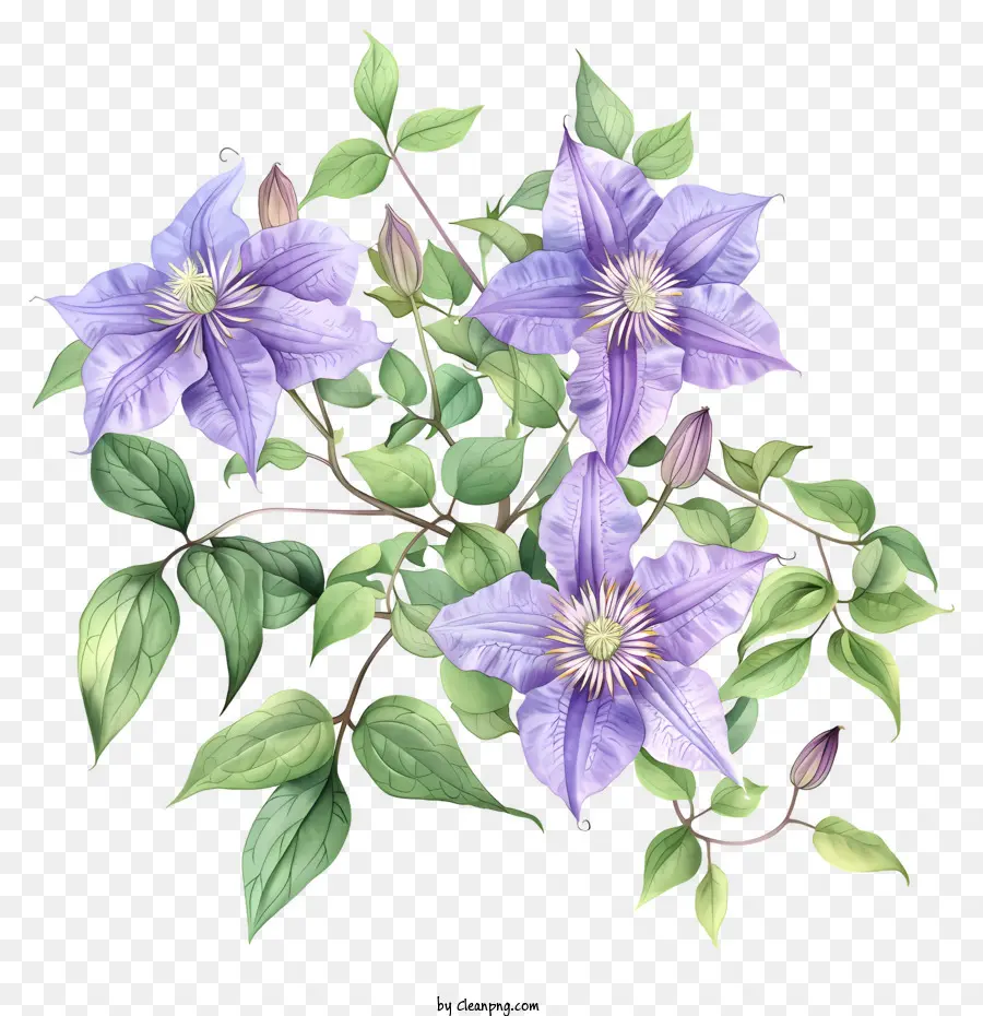 Clematis，Flor De Primavera PNG