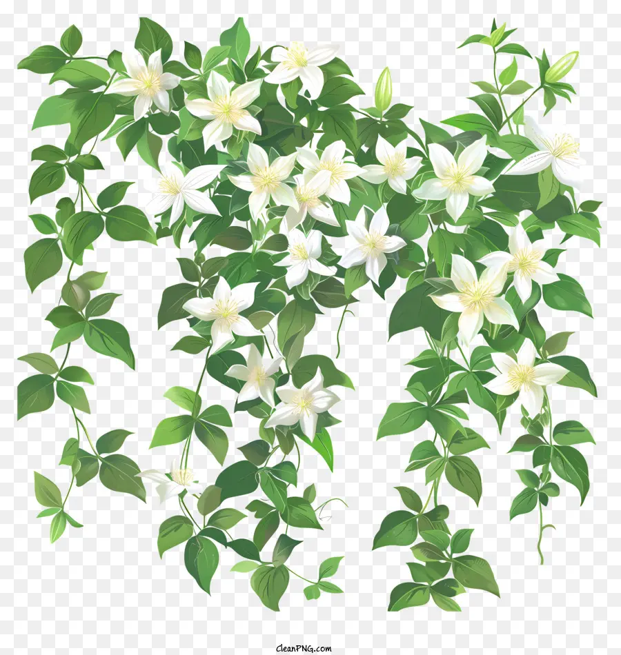 Clematis，Flor De Primavera PNG