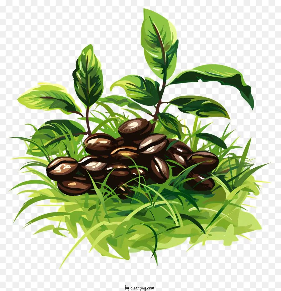 Café，Planta PNG