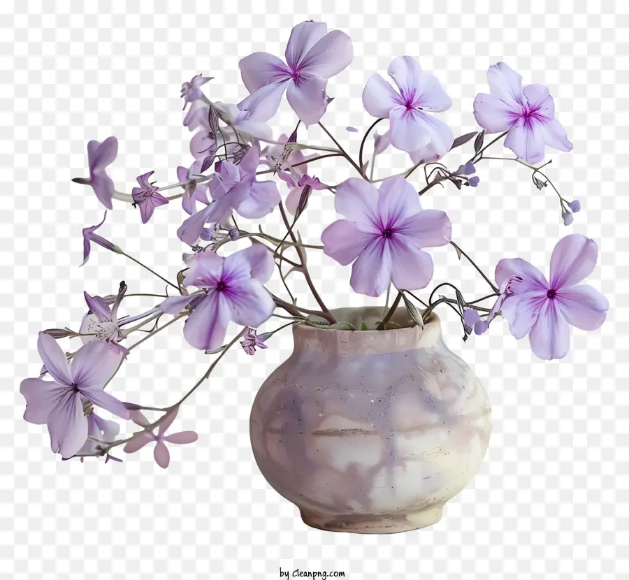 Phlox Rastejante，Flor De Primavera PNG