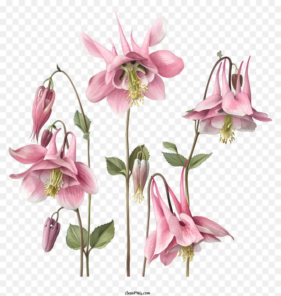 Flor Columbine，Flor De Primavera PNG