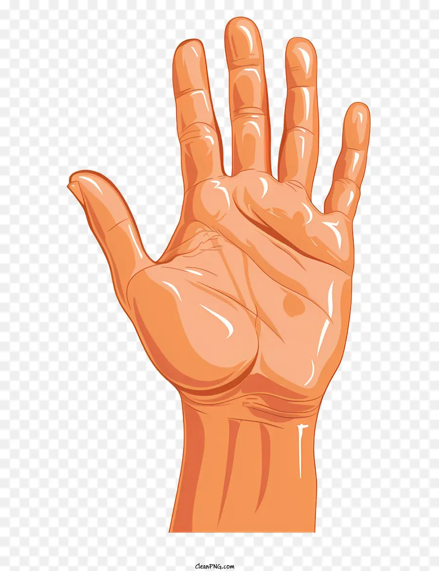 Mão，Mão De Anatomia PNG