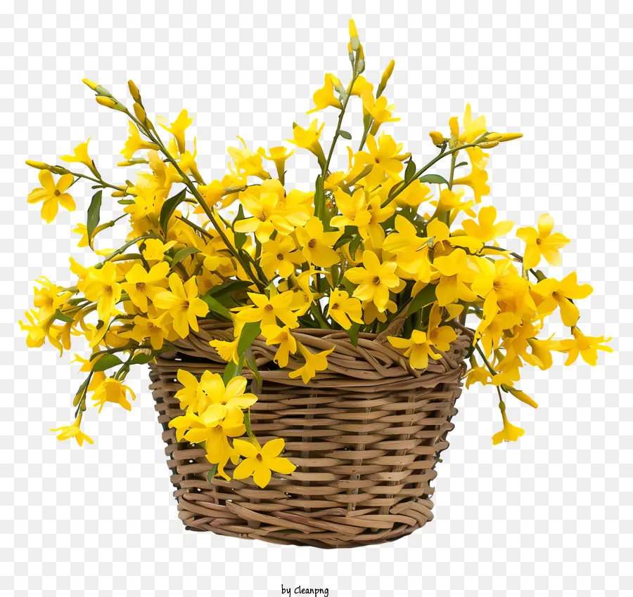 Flor Forsythia，Flor De Primavera PNG