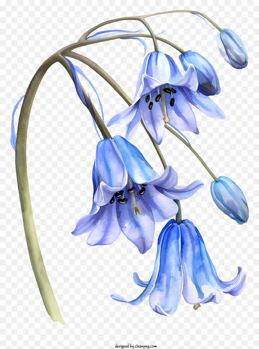 Flor De Bluebell，Flor De Primavera PNG