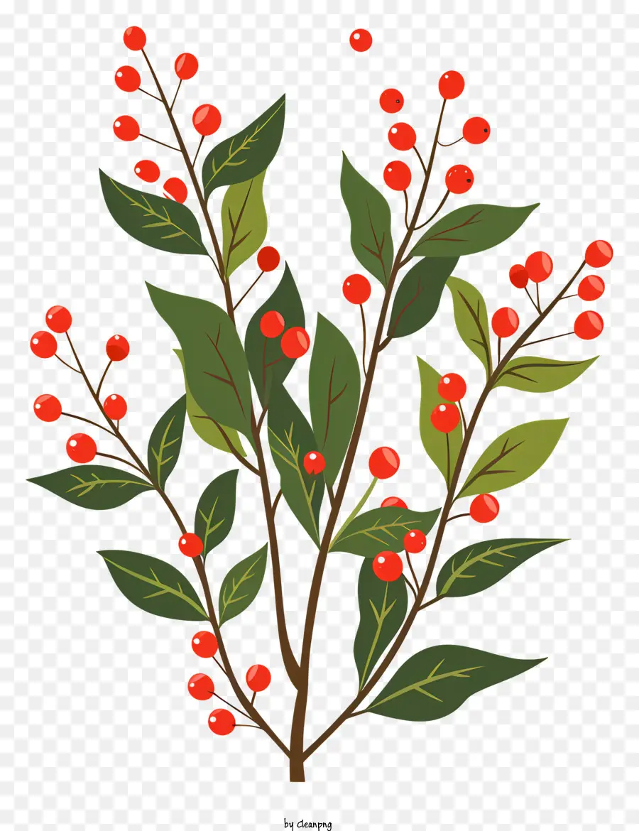 Planta De Holly De Natal，Planta De Vaso PNG