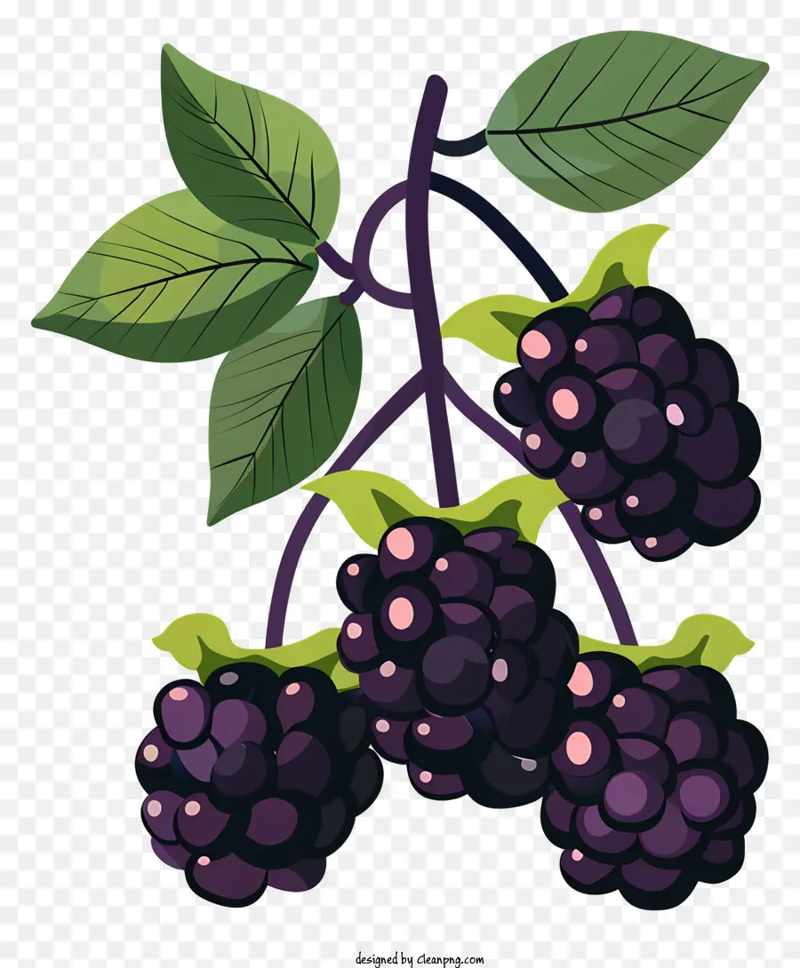 Amoras，Blackberry PNG