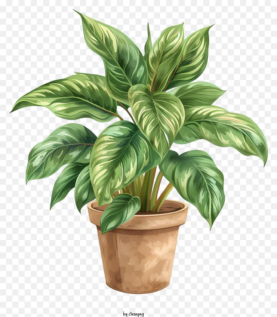 Stephania Plant，Planta Em Vaso Verde PNG