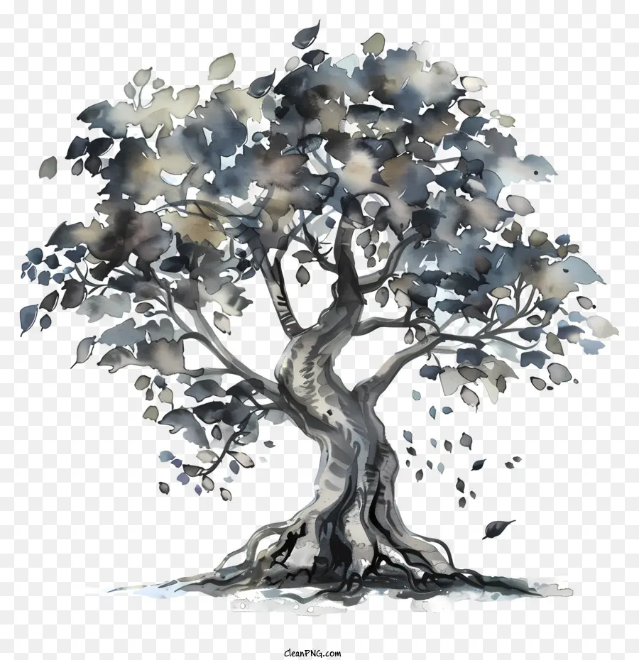 árvore Bodhi，Oak Tree PNG