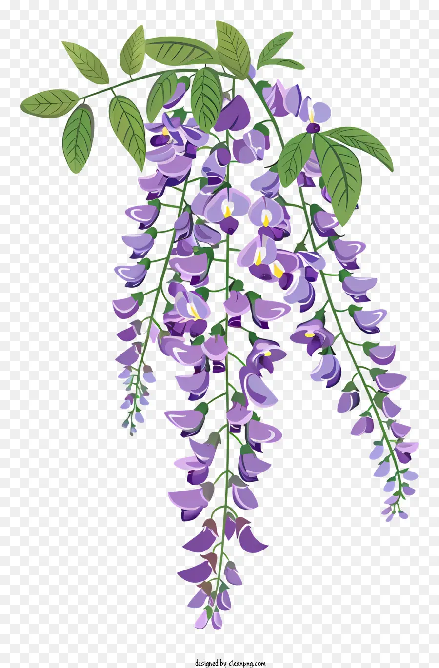 Wisteria，Flores De Wisteria PNG