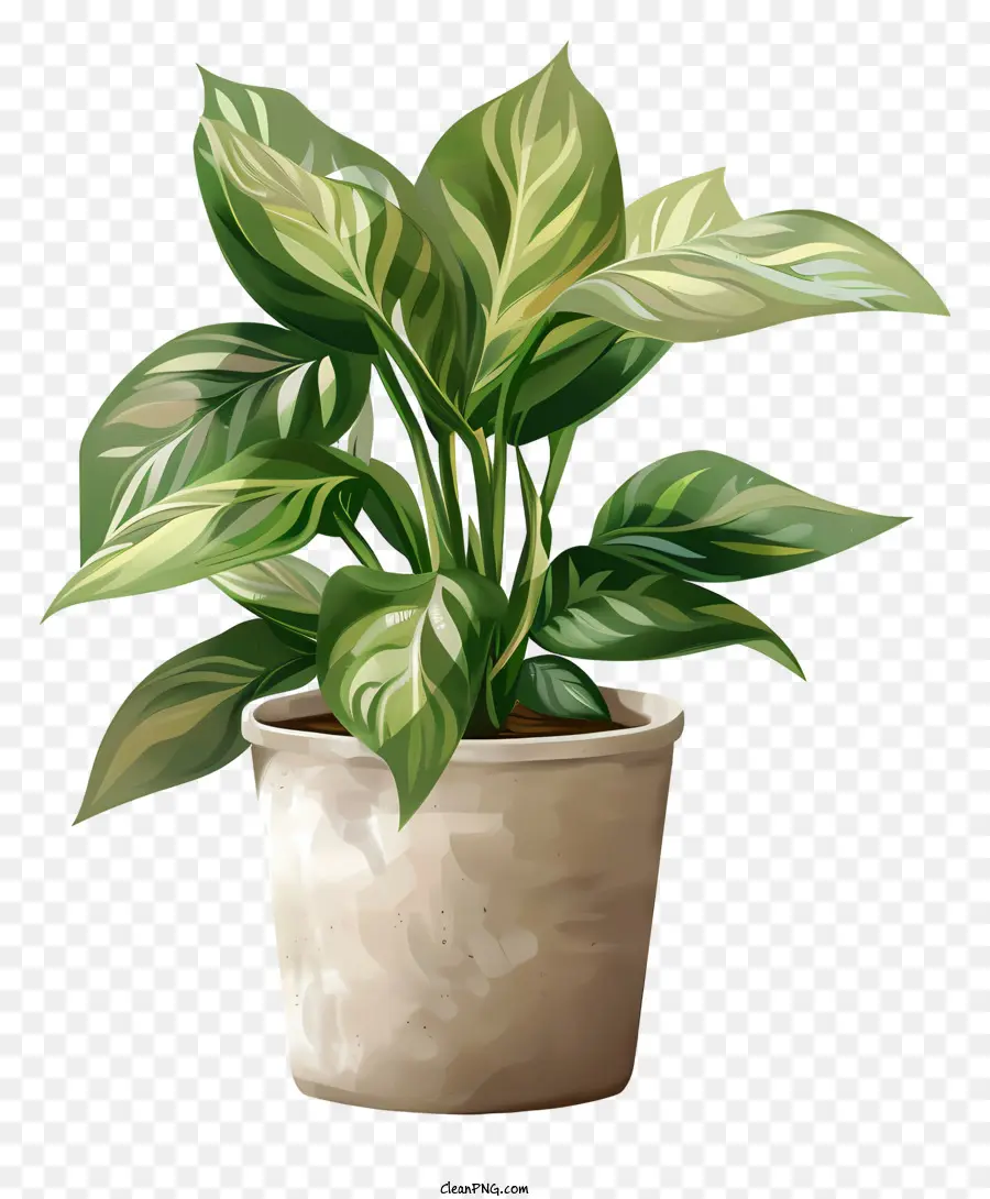 Stephania Plant，Planta De Vaso PNG