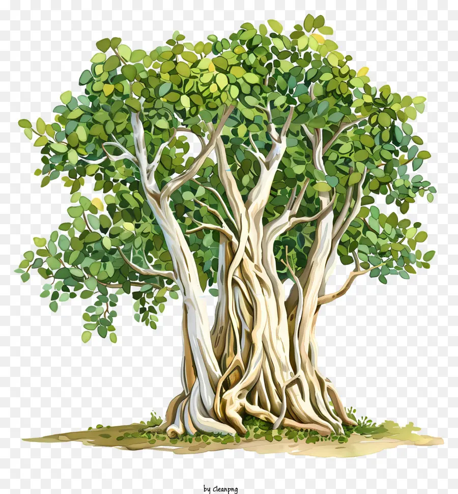 árvore Bodhi，árvore De Banyan PNG