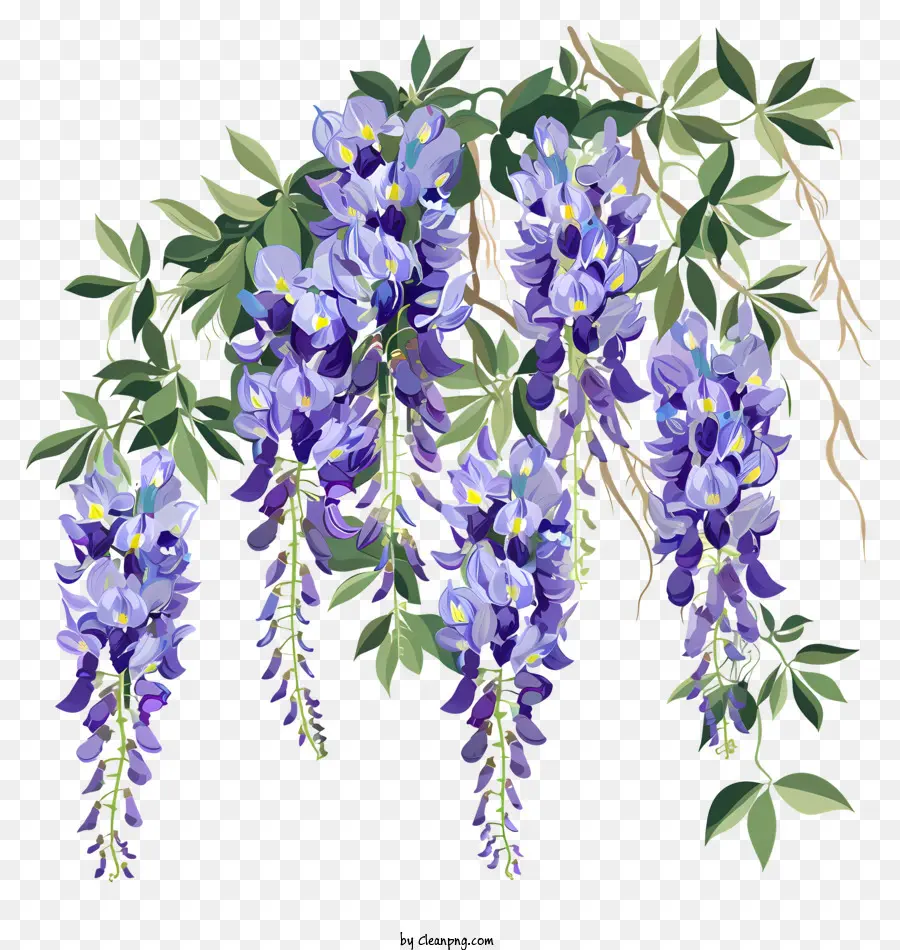 Wisteria，Planta De Wisteria PNG