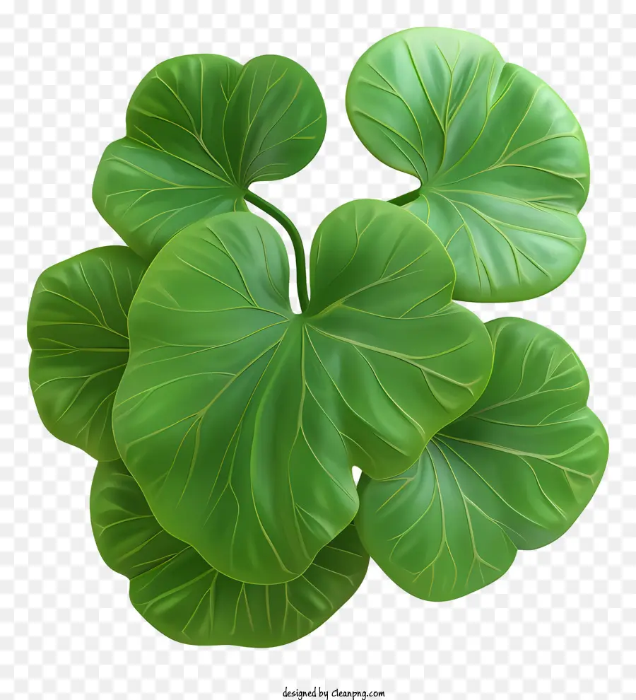 Centella，Folhas Verdes PNG