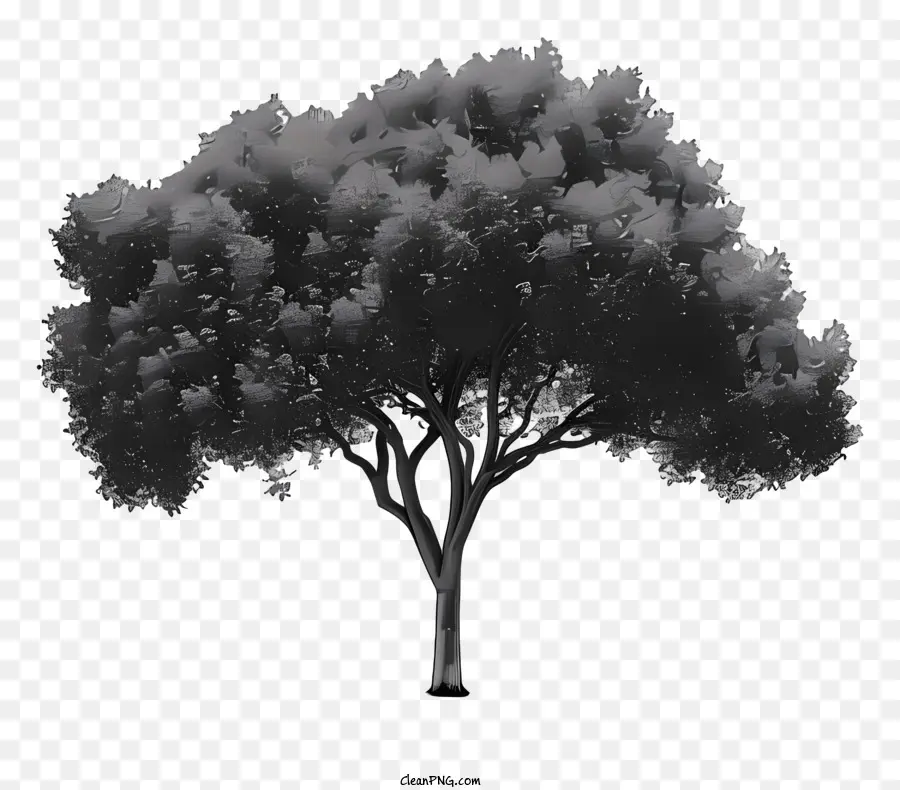 árvore Silhueta，Fotografia Em Preto E Branco PNG