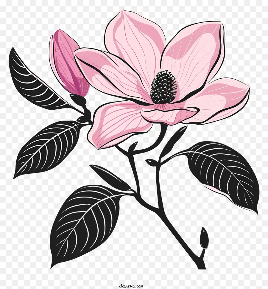Flor Silhueta，Magnolia PNG