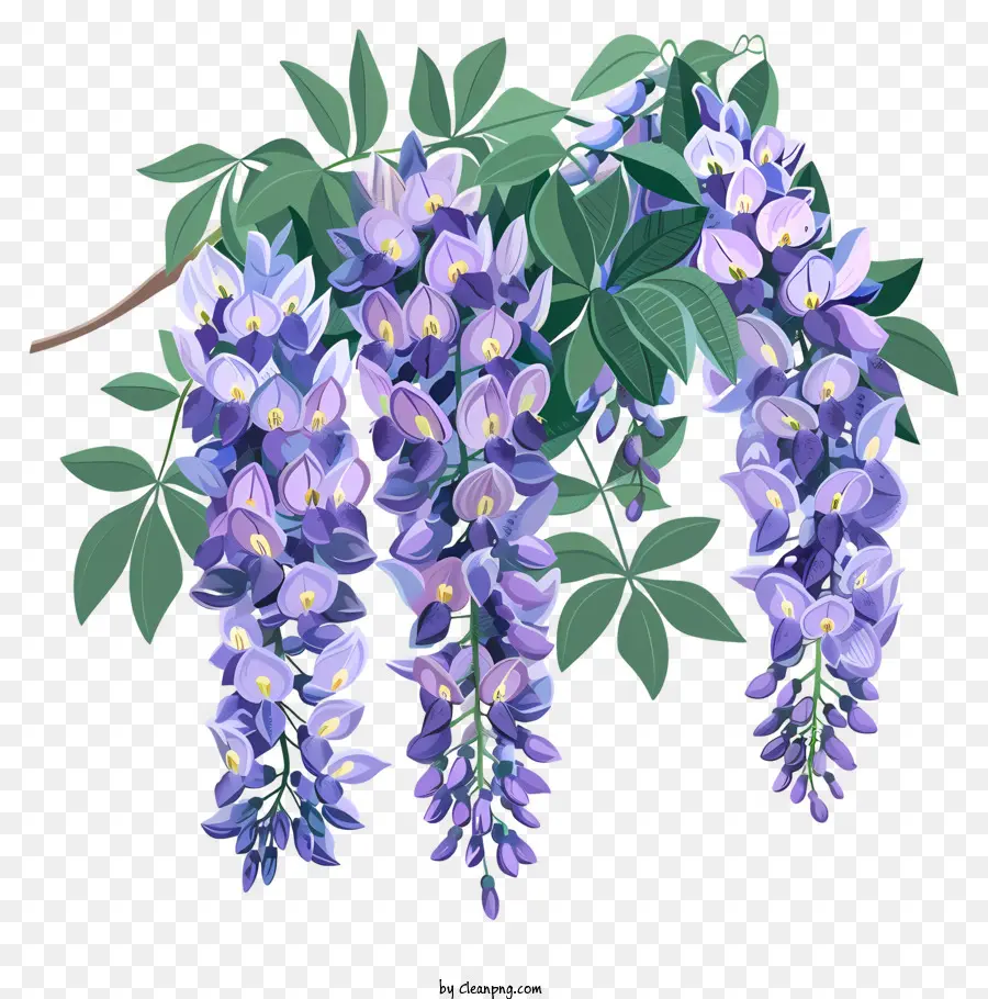 Wisteria，Videira PNG