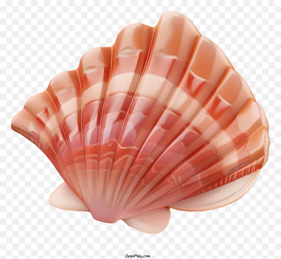 Marisco，Laranja Shell PNG