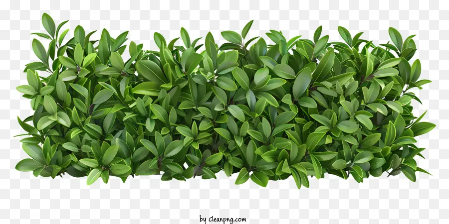 Hedge，Arbusto Verde PNG