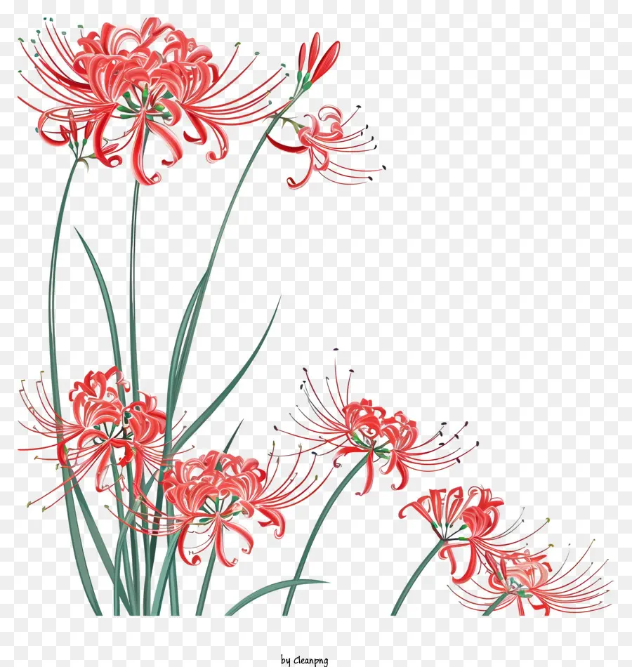 Red Spider Lily，Lírio Vermelho PNG