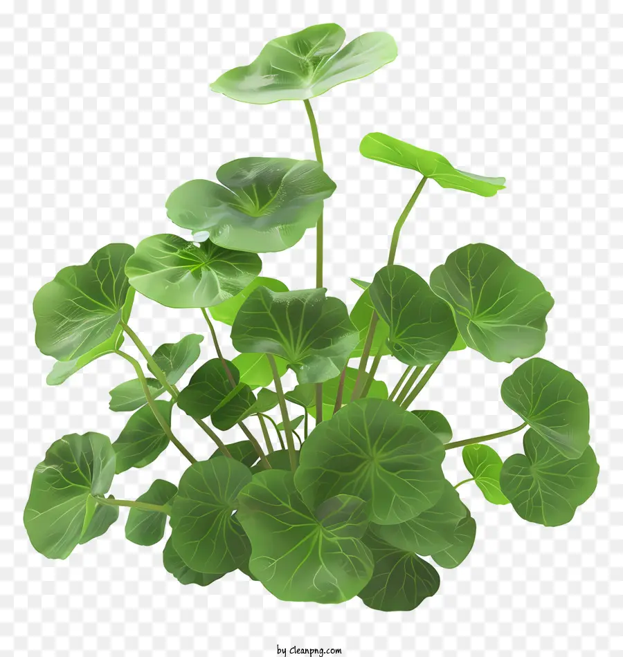 Centella，Planta PNG