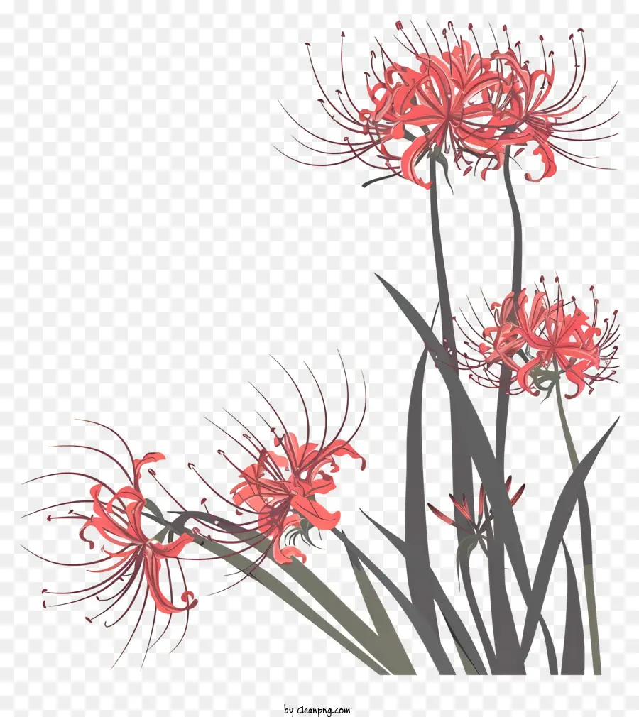 Red Spider Lily，Flores Vermelhas PNG
