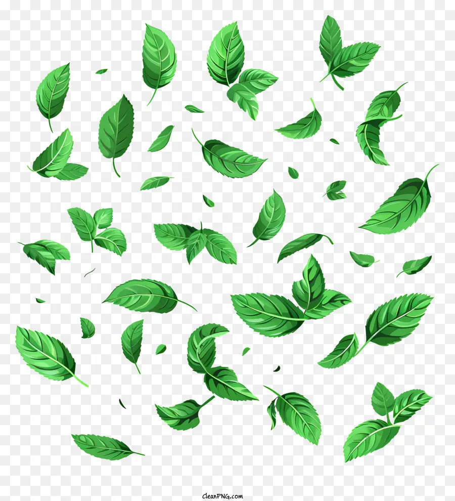 Hortelã Pimenta，Folhas Verdes PNG